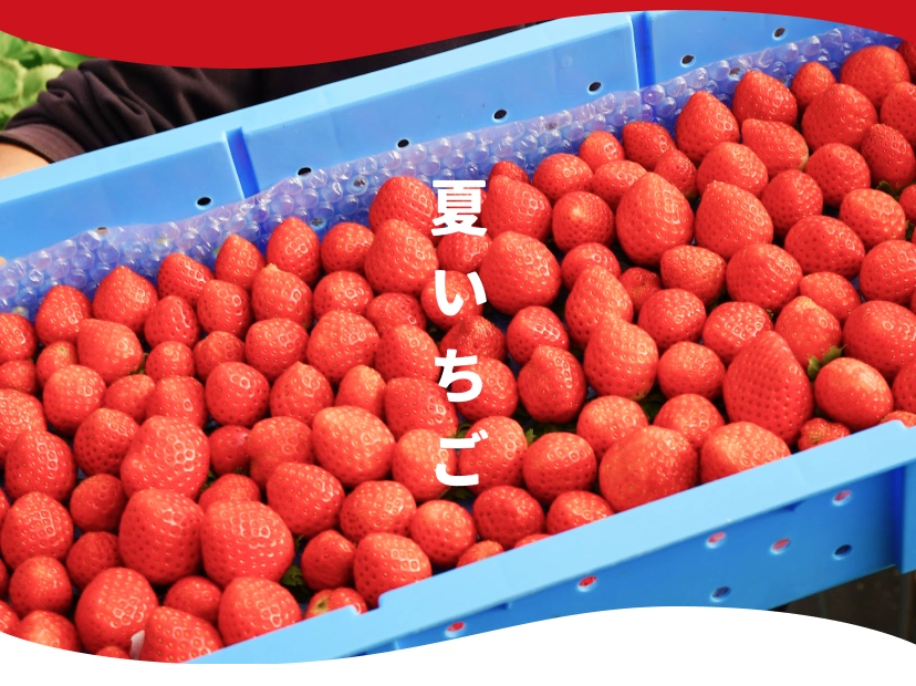 夏いちご