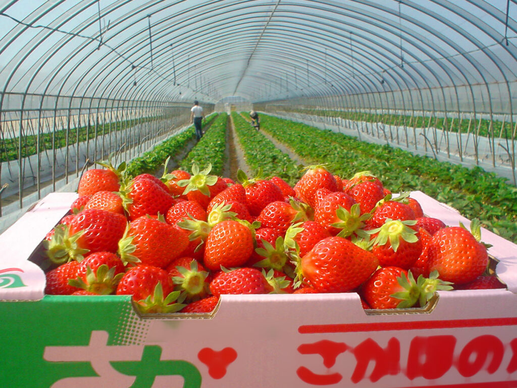 さがほのか