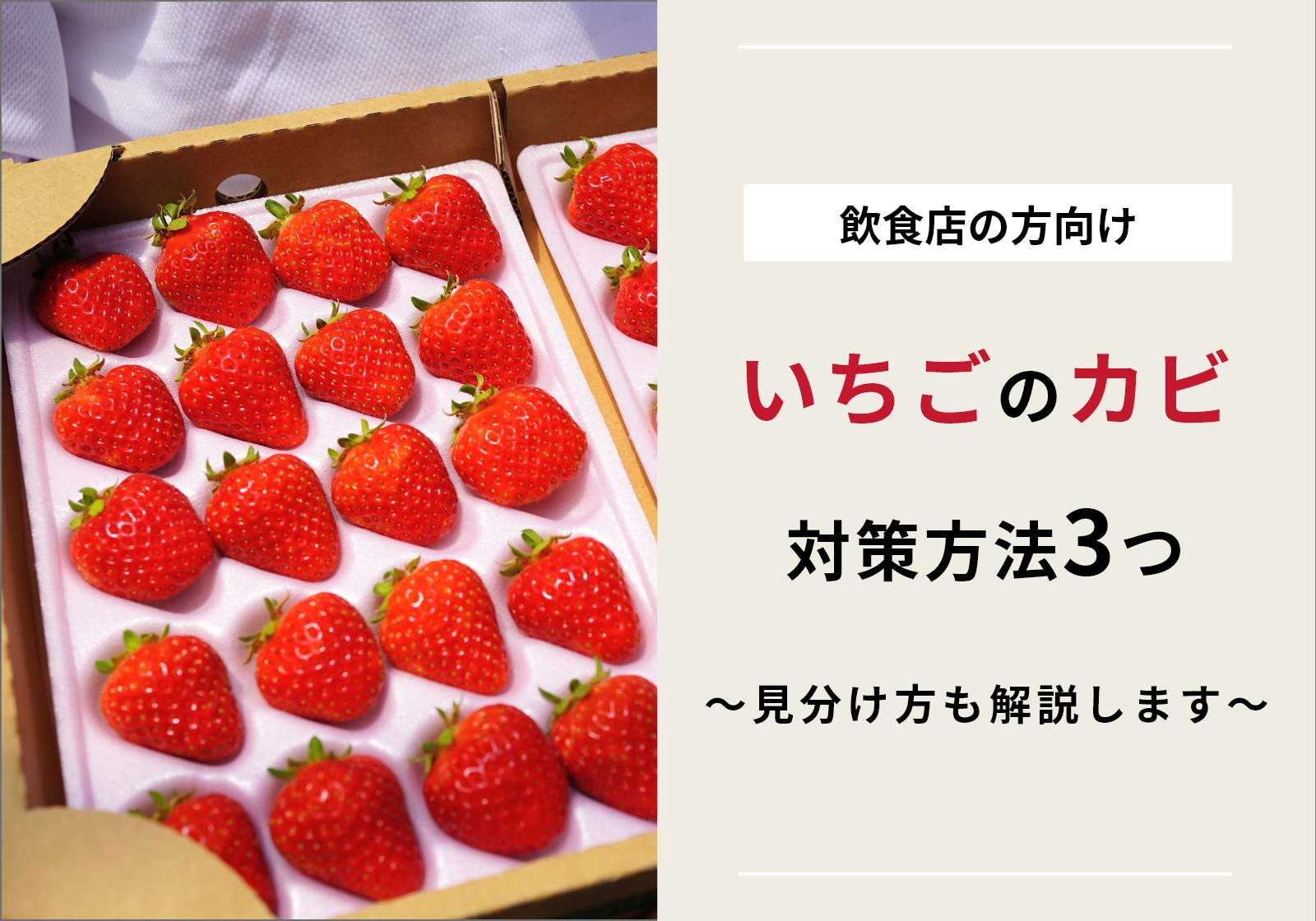 いちごのカビ対策3選！食べたらどうなるか&取り除くがNGな理由を解説