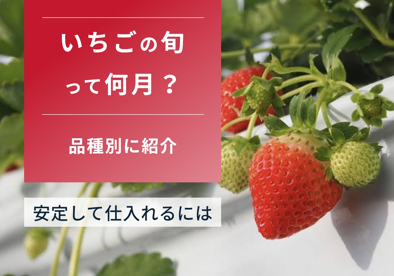 いちご本来の旬の時期はいつ？答えは4〜6月！品種別に一番美味しい時期を紹介