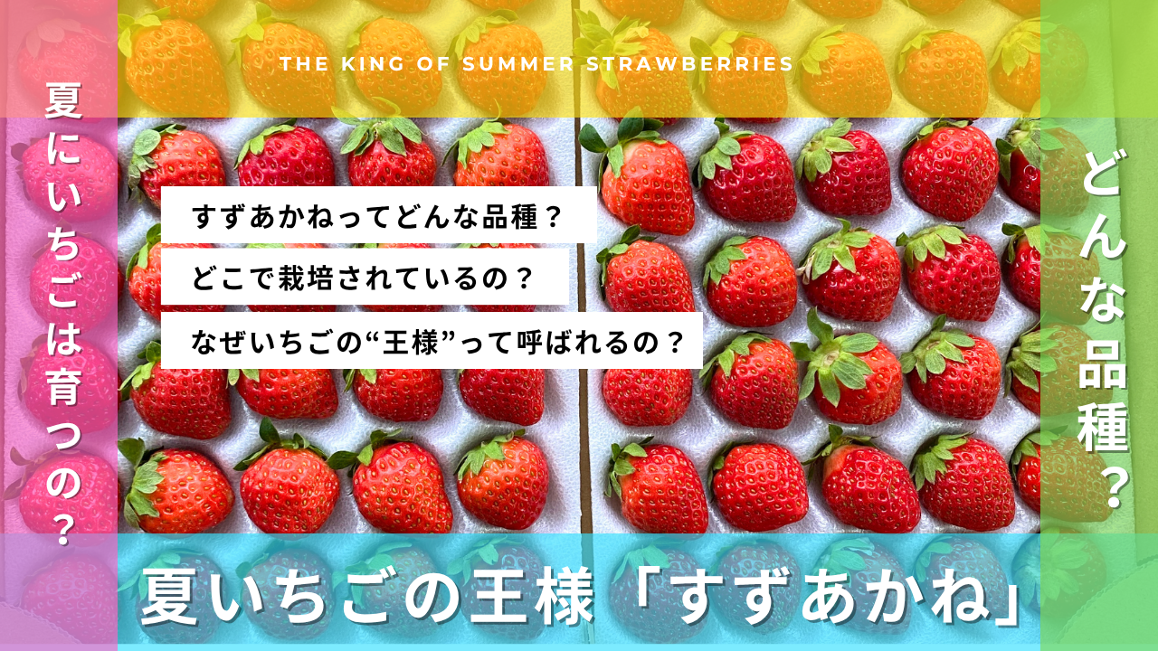 🍓夏いちごの王様「すずあかね」ってどんな品種？