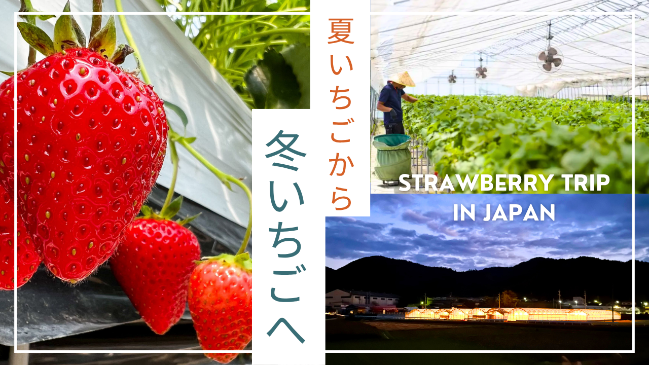 🍓一年中いちごが食べられる理由｜“夏秋いちご”と“冬春いちご”の違いと旬のリレー